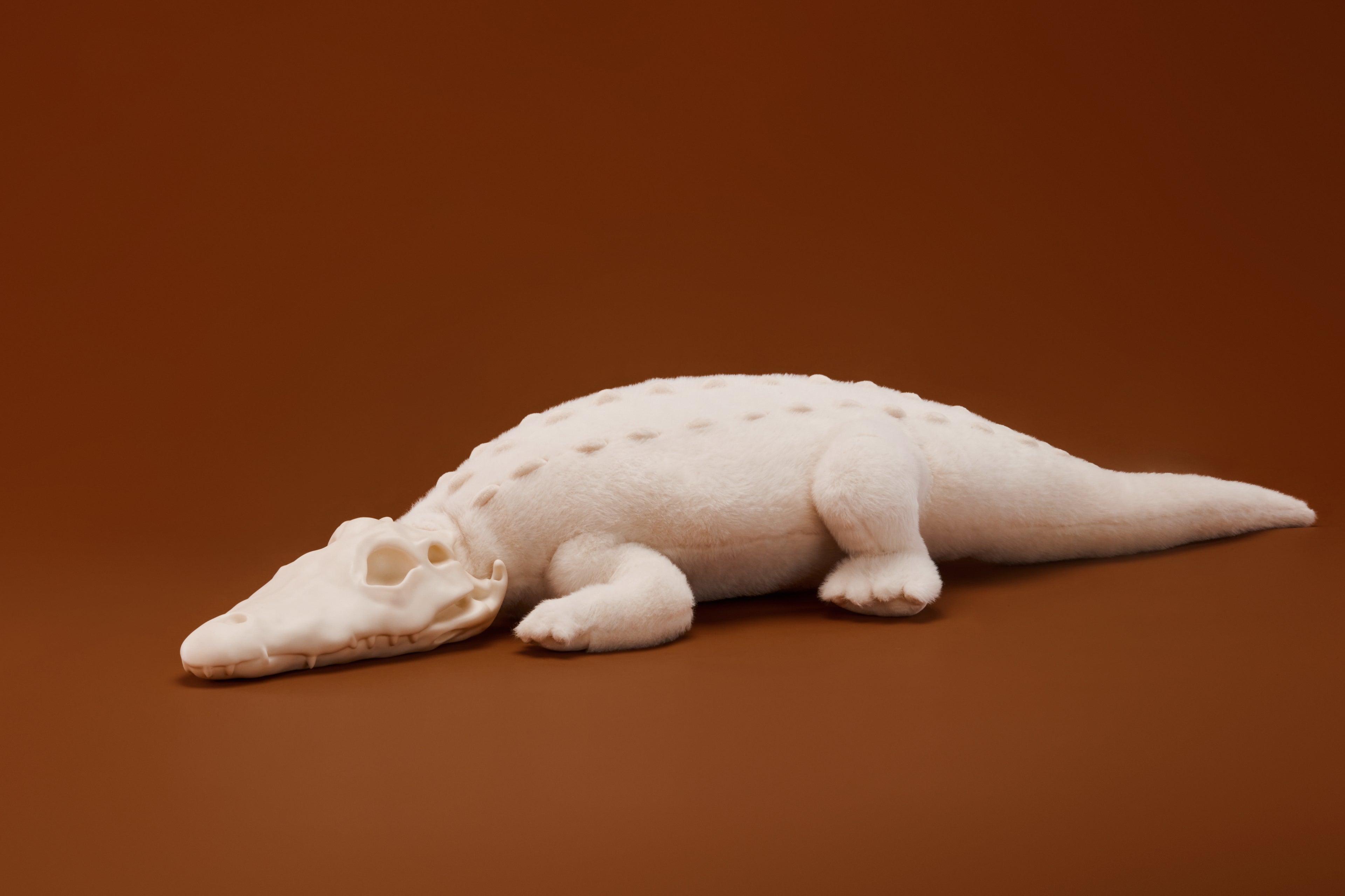 White Alligator